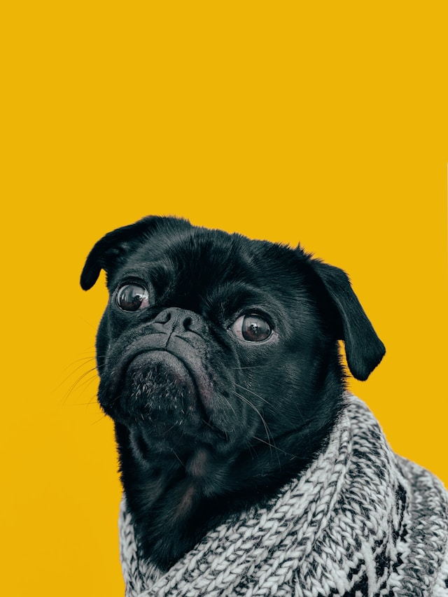 A cute dog